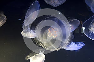 Jellyfish in Point Defiance Zoo and Aquarium
