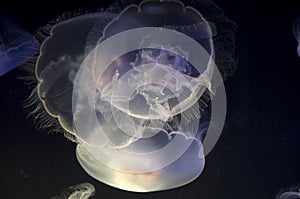 Jellyfish in Point Defiance Zoo and Aquarium