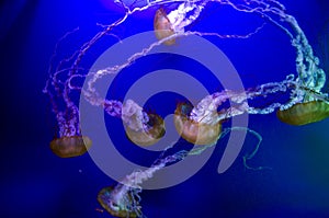 Jellyfish in point defiance zoo and aquarium