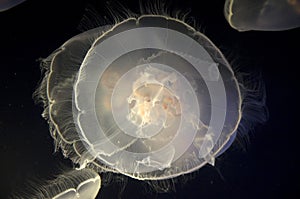 Jellyfish in Point Defiance Zoo and Aquarium