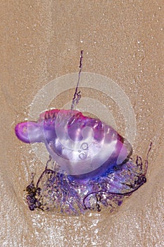 Jellyfish Portuguese Caravel