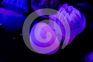 Jellyfish in purple light
