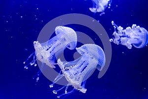 Jellyfish in purple light