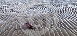 Jellyfish ran aground.