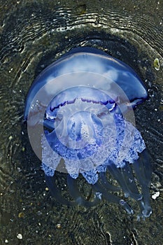 Jellyfish (Rhizostoma pulmo)