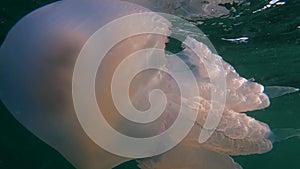 Jellyfish Rhizostoma Pulmo or barrel jellyfish swimming in Black Sea