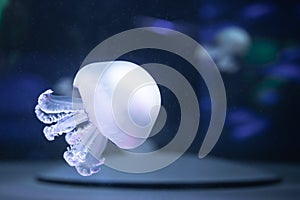 Jellyfish rhizostoma pulmo underwater photo