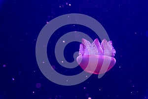 Jellyfish in rose light