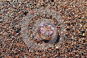 Jellyfish,  sand, sea, small stones