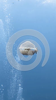 Jellyfish scubadiving