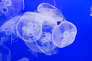 Jellyfish Sea Animals with Blue Background