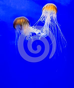 Jellyfish or sea jellies entwined with their tentacles