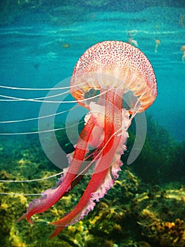 Jellyfish and sea jellies are the informal common names given to the medusa-phase