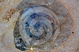 Jellyfish, sea jellies, medusa-phase of certain gelatinous members of the subphylum Medusozoa, free-swimming marine animals with