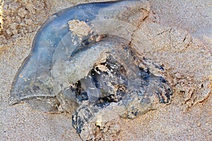 Jellyfish, sea jellies, medusa-phase of certain gelatinous members of the subphylum Medusozoa, free-swimming marine animals with