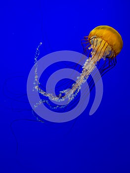 Jellyfish or sea nettle