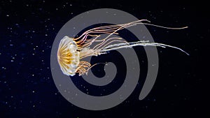 Jellyfish in the sea / ocean, water world
