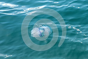 A jellyfish in the sea. Rhizostoma Pulmo