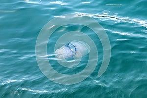 A jellyfish in the sea. Rhizostoma Pulmo