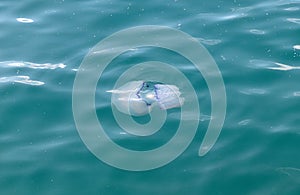 A jellyfish in the sea. Rhizostoma Pulmo