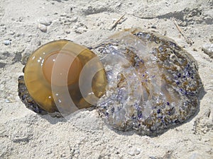 Jellyfish on seasand
