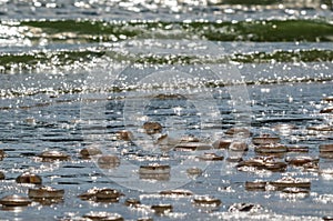 JELLYFISH ON THE SEASHORE