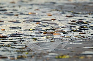 JELLYFISH ON THE SEASHORE