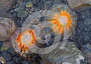 Jellyfish in Seward, Alaska