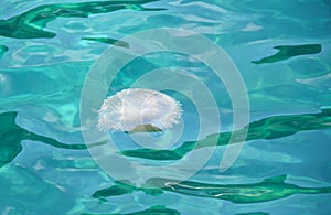 Jellyfish in shallow waters.