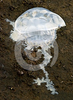 Jellyfish on shore