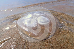 Jellyfish on the shore