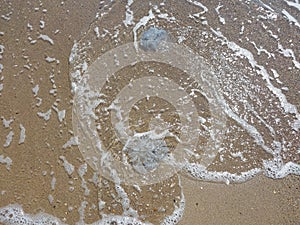 Jellyfish on the shore of the Black Sea