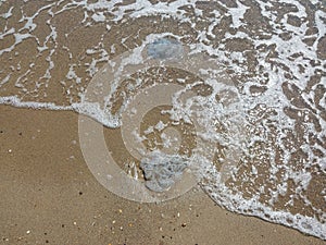 Jellyfish on the shore of the Black Sea