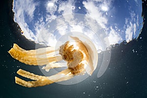 Jellyfish Silhouetted by Sunlight in Indonesia