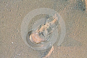 Jellyfish photo