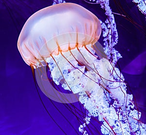 Free-Floating Luminescent Jellyfish at North Carolina Aquarium