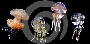 Jellyfish species over black background