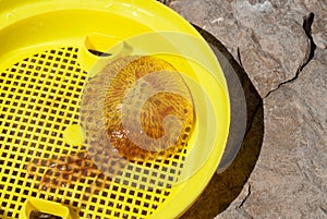 Jellyfish of the species Pelagia Noctiluca, commonly known as the sea wasp, captured in a net