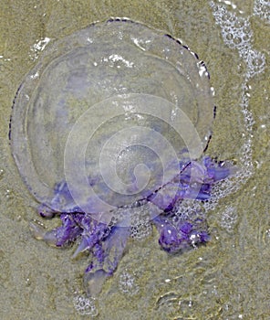 Jellyfish with stinging tentacles on the beach 5