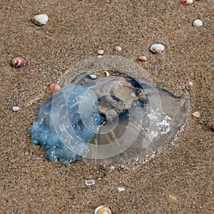 Jellyfish stranded ashore