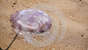 A jellyfish stranded on the beach is breathing