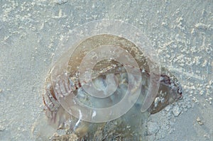Jellyfish stranded on the sand of the Senegal River.