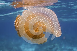 Jellyfish at Surin island