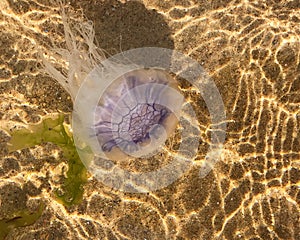 The Jellyfish Swim