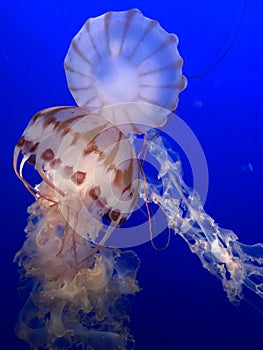 Jellyfish swim