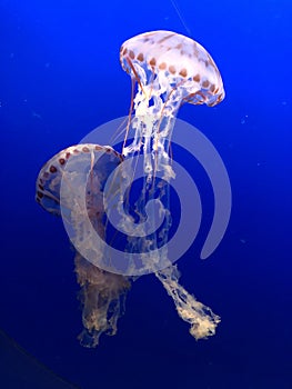 Jellyfish swim