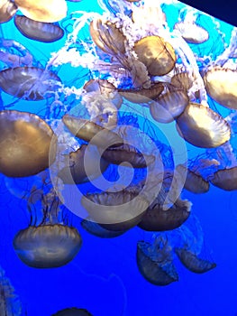 Jellyfish swim