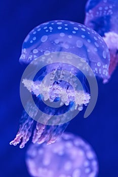 Jellyfish swim underwater