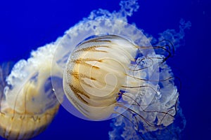 Jellyfish swiming close up