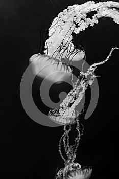 Jellyfish swimming in black and white